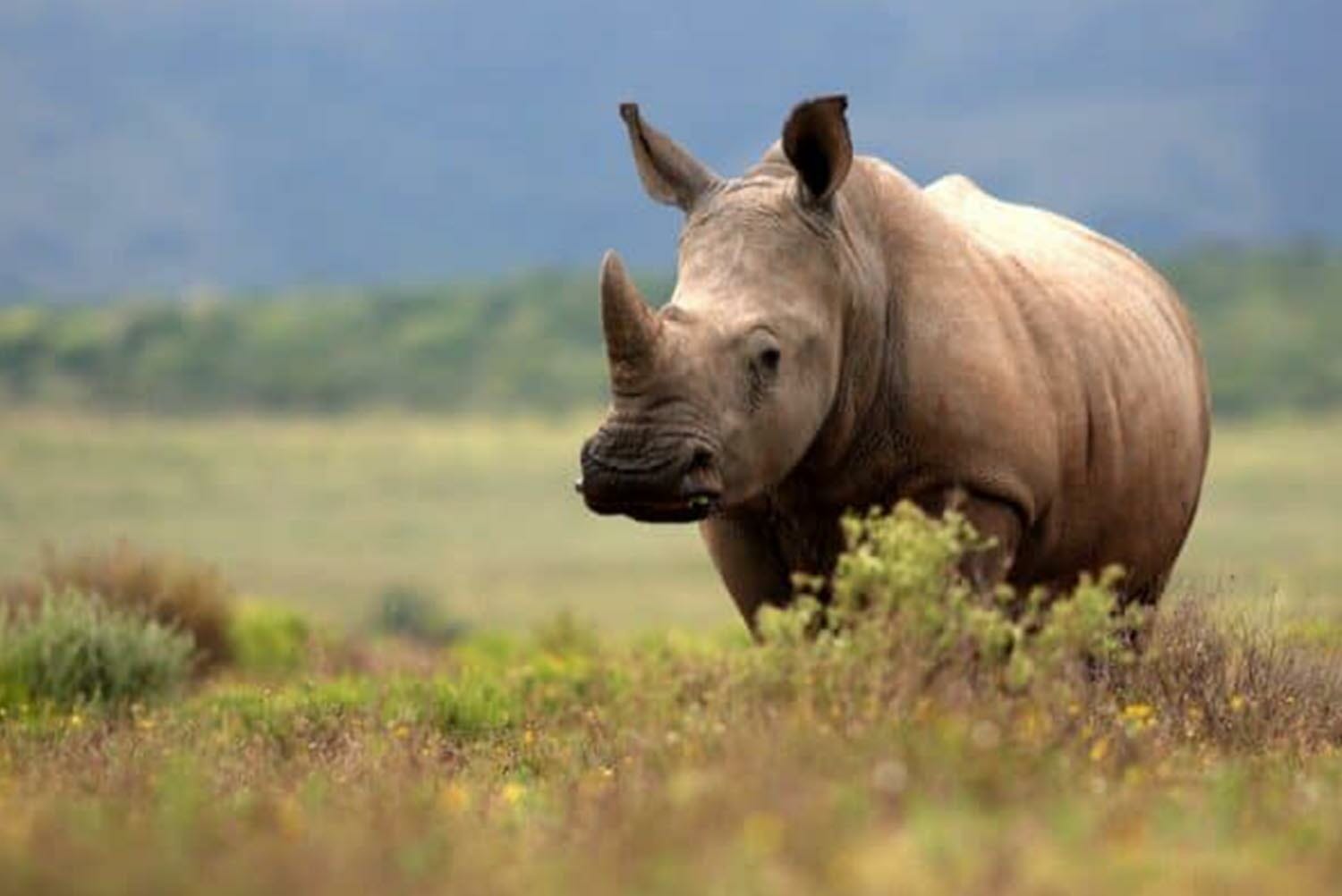 Rhino.jpg