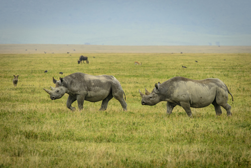 things-to-do-in-ngorongoro-crater