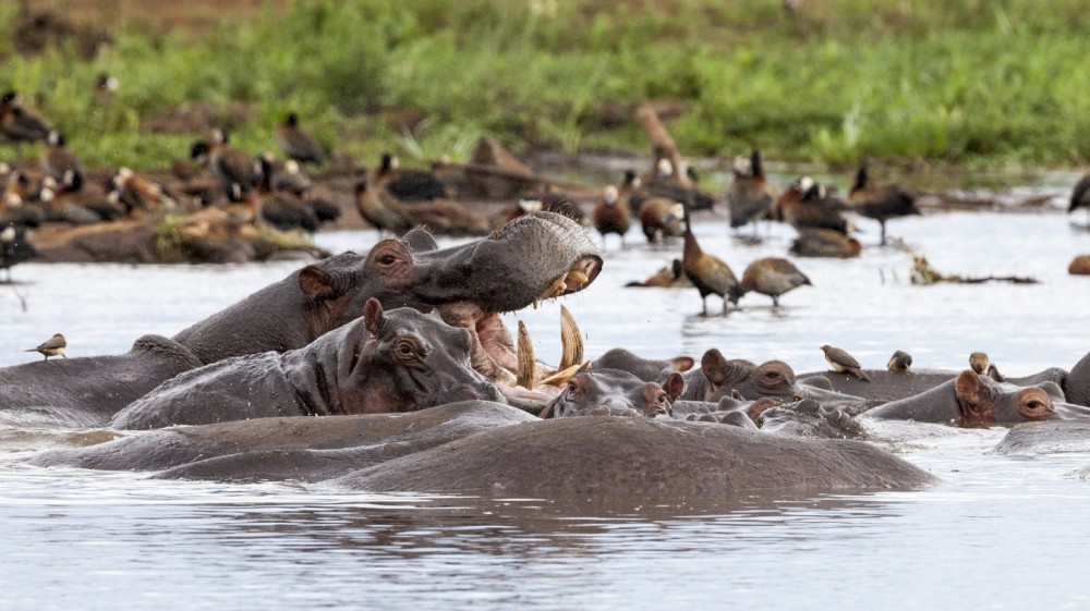 Birding-in-Lake-Manyara-National-Park-sss