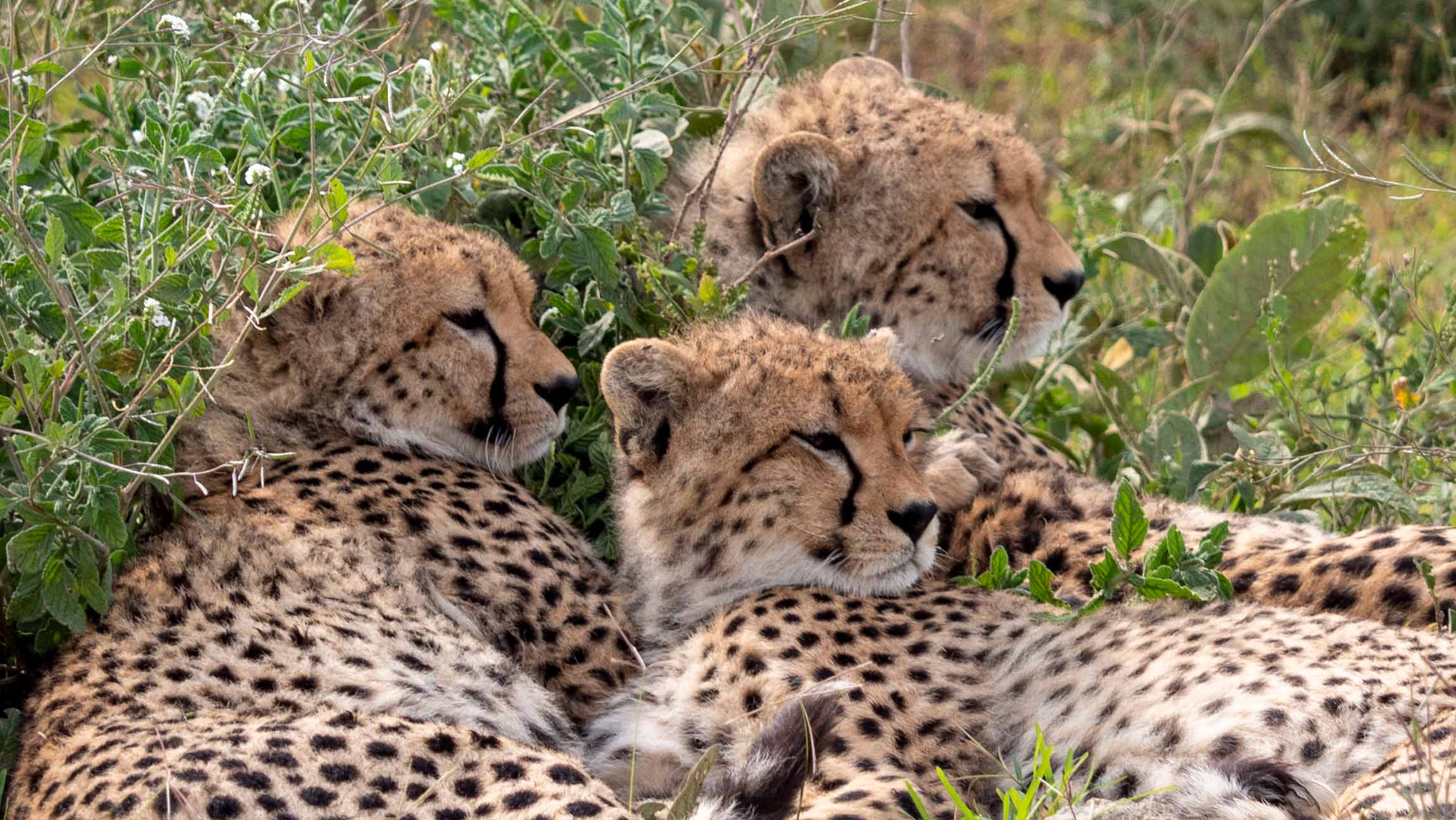 migration-ndutu-tanzania