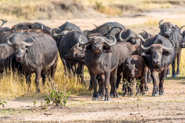 Norther Serengeti