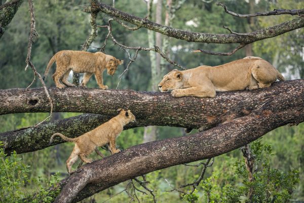 MANYARA ITINERARY