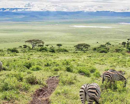 Ngorongoro-Crater-Tanzania-Zebras