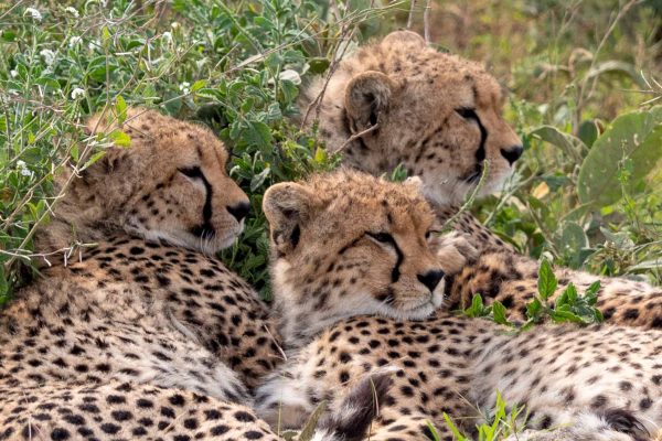 migration-ndutu-tanzania