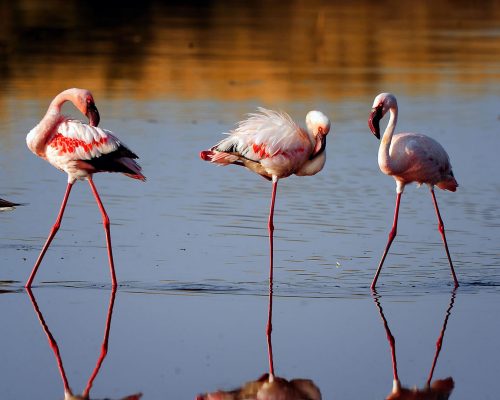 ngorongoro-crater-ngorongoro-conservation-area-tanzania-national-parks-nasikia-camps-game-drive-tours-tanzania-safaris-africa-flamingo